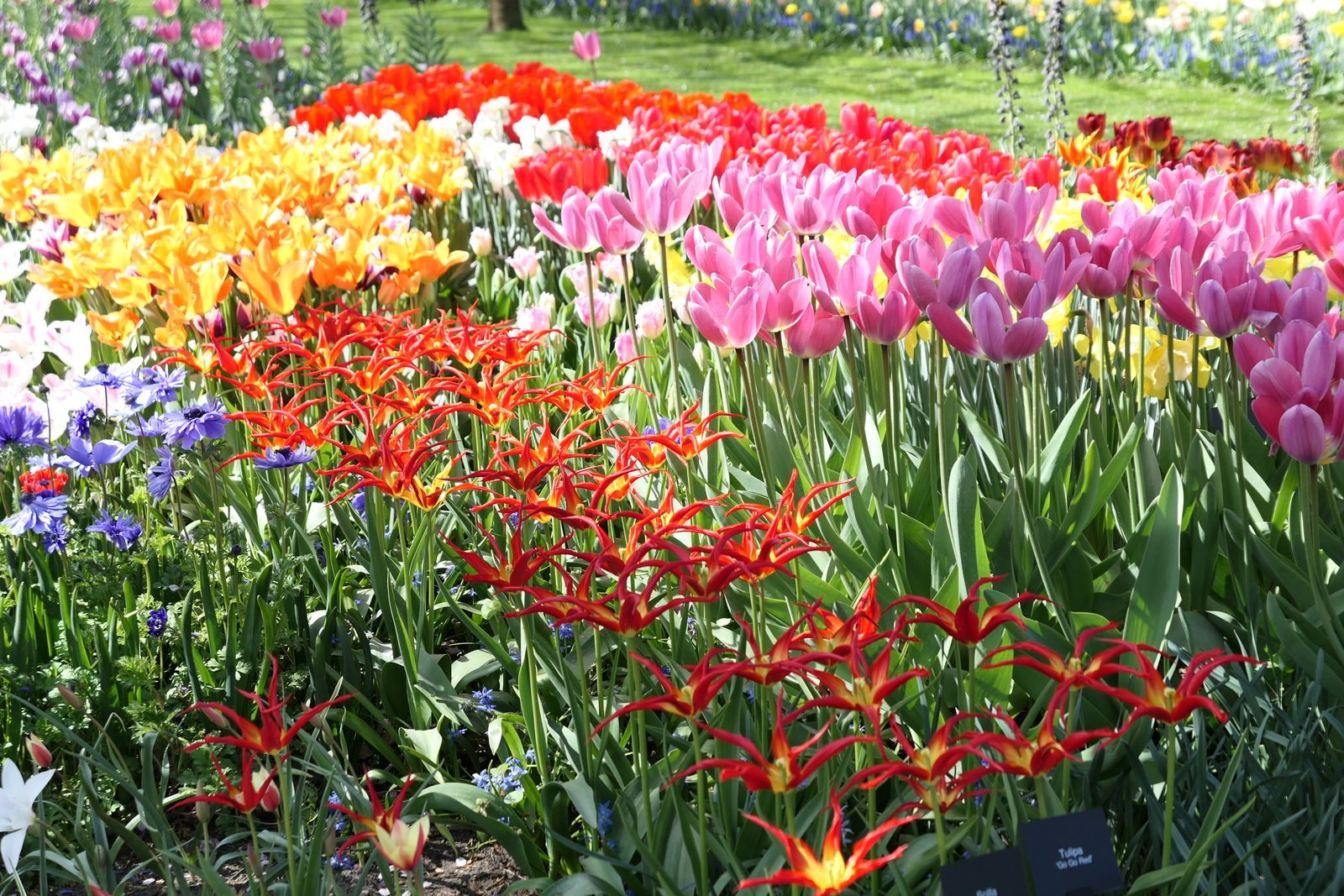 Beds of red, pink and yellow tulips in full bloom at Lisse in the Netherlands